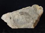Pennaeus sp. FABRICIUS 1798 - Bild © FossNet FossilienStore